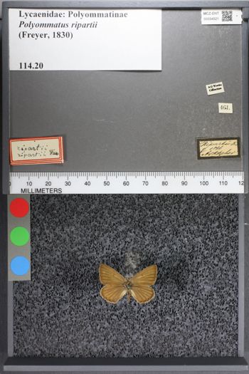 Media type: image;   Entomology 54521